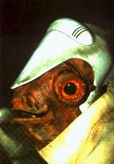 Mon Calamari